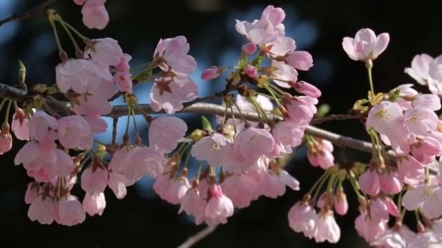 图像加注文字, 春天的花朵总是给人们带来希望。
