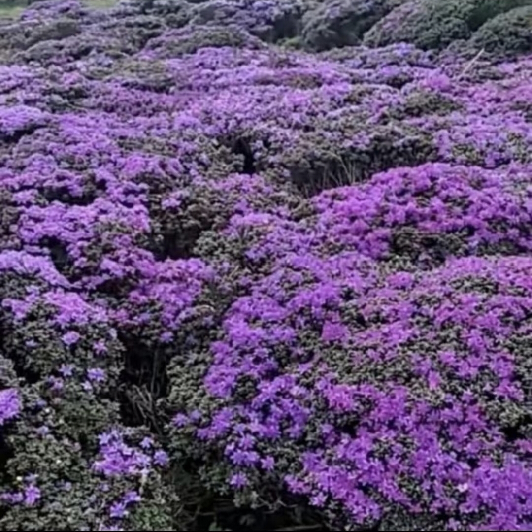 紫色米叶杜鹃