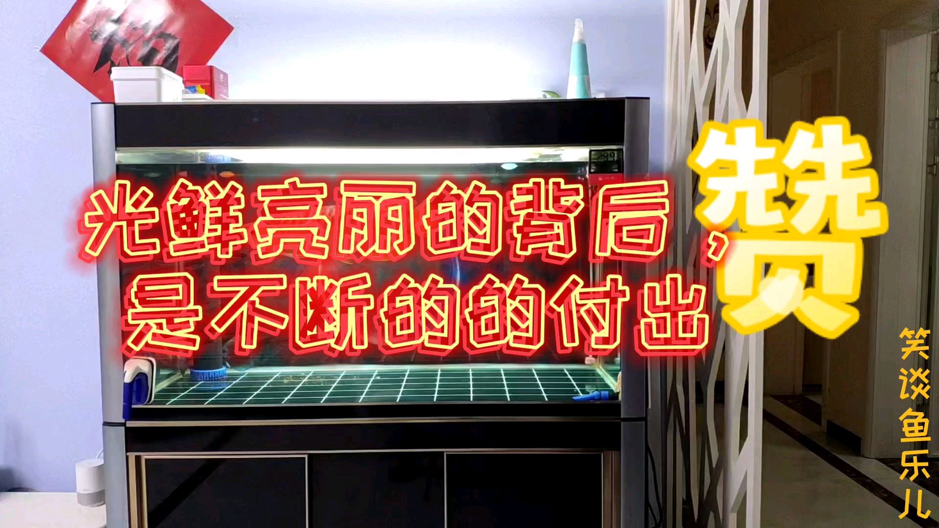 小小鱼缸竟然养10条大金鱼,还有一条是黑色的,这密度是不是忒大