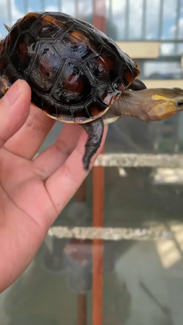 台缘龟,活力四射