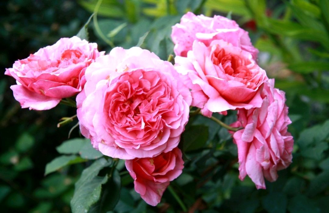 马萨德精品月季:拉杜雷(ladure)