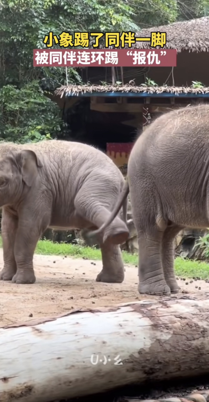 大象聪明而敏感,有仇当场就报了.
