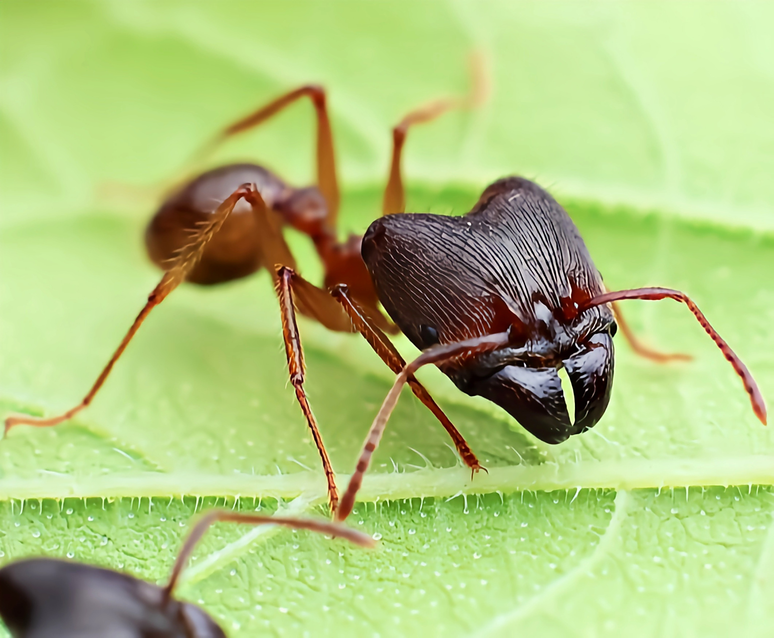 每天认识一种昆虫——中华四节大头蚁 中华四节大头蚁是我国独有物种