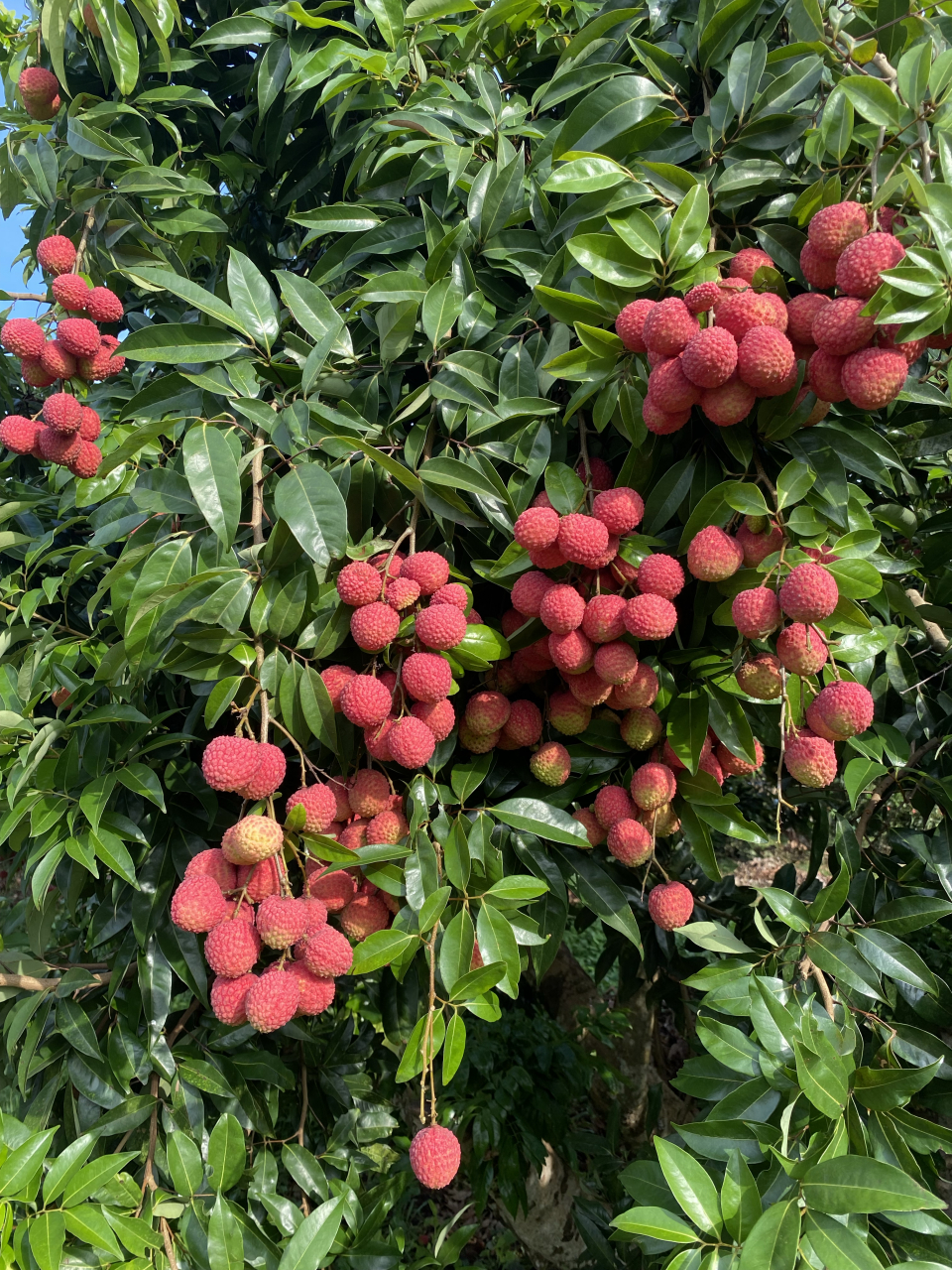 优质荔枝品种分享 情人荔品种荔枝是今年来效益非常不错的荔枝品种