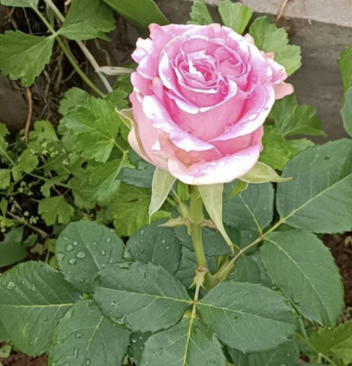 花红不为争春春自艳,花开不为引蝶蝶自来.