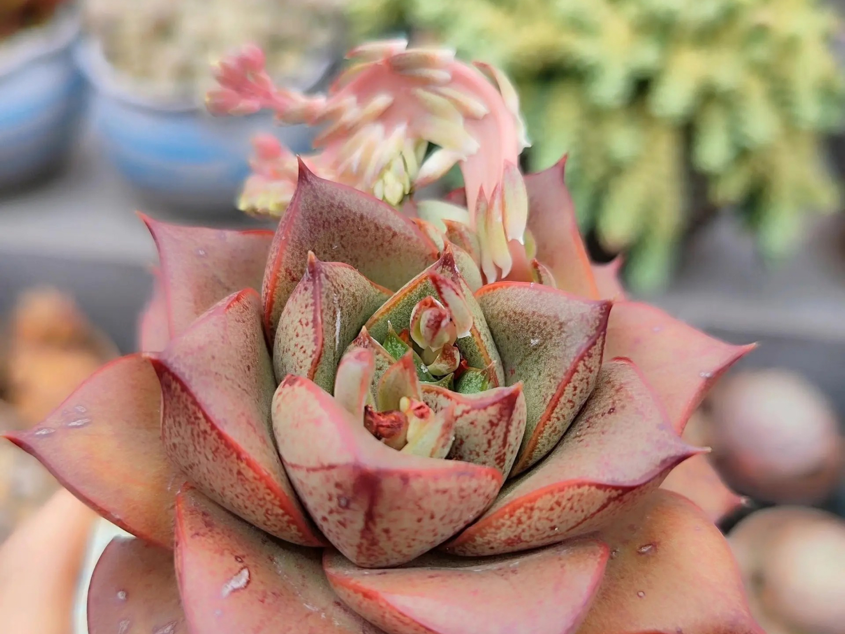 这个真没见过,大和锦的花剑缀化了