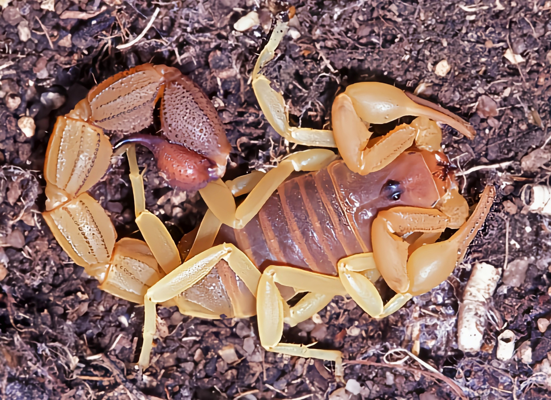 每天认识一种动物——金背粗尾蝎 金背粗尾蝎是蝎目,钳蝎科动物,原产