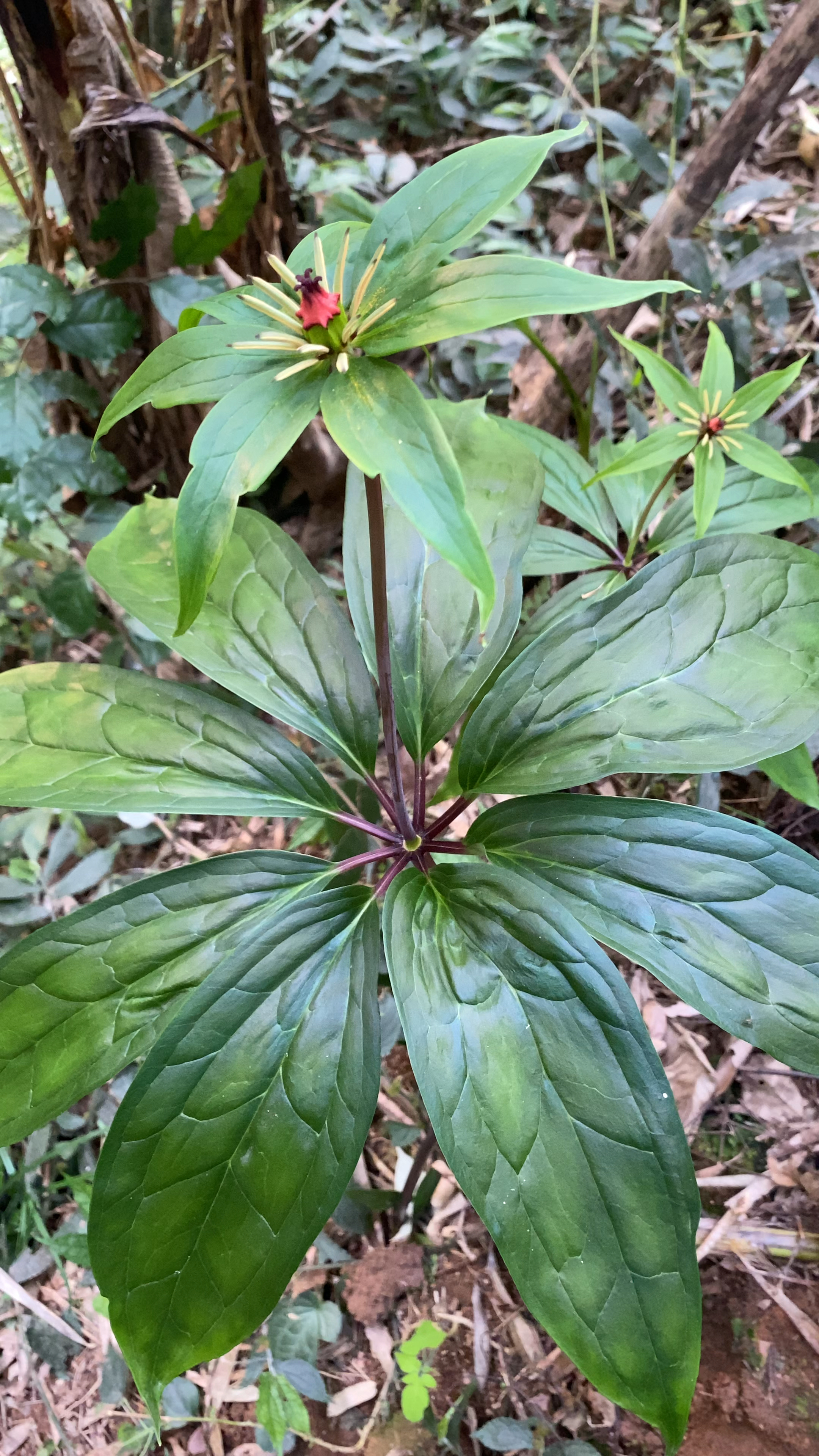 七月一枝花叶子图片图片