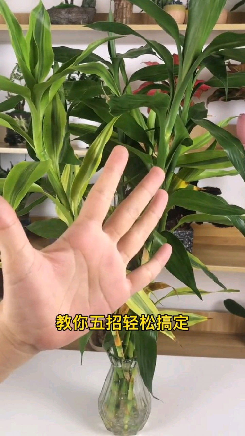 刚买的富贵竹黄叶枯萎,教你五招搞定