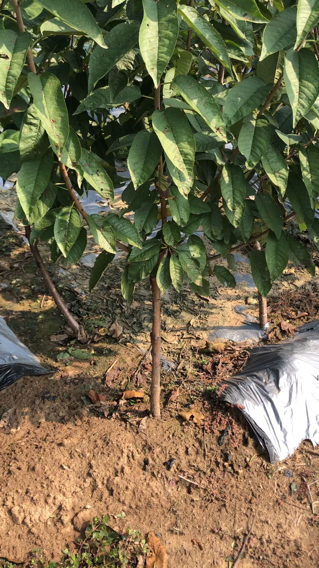 矮化车厘子大樱桃起树,传统树形,kgb树形都可以,结果快-度小视