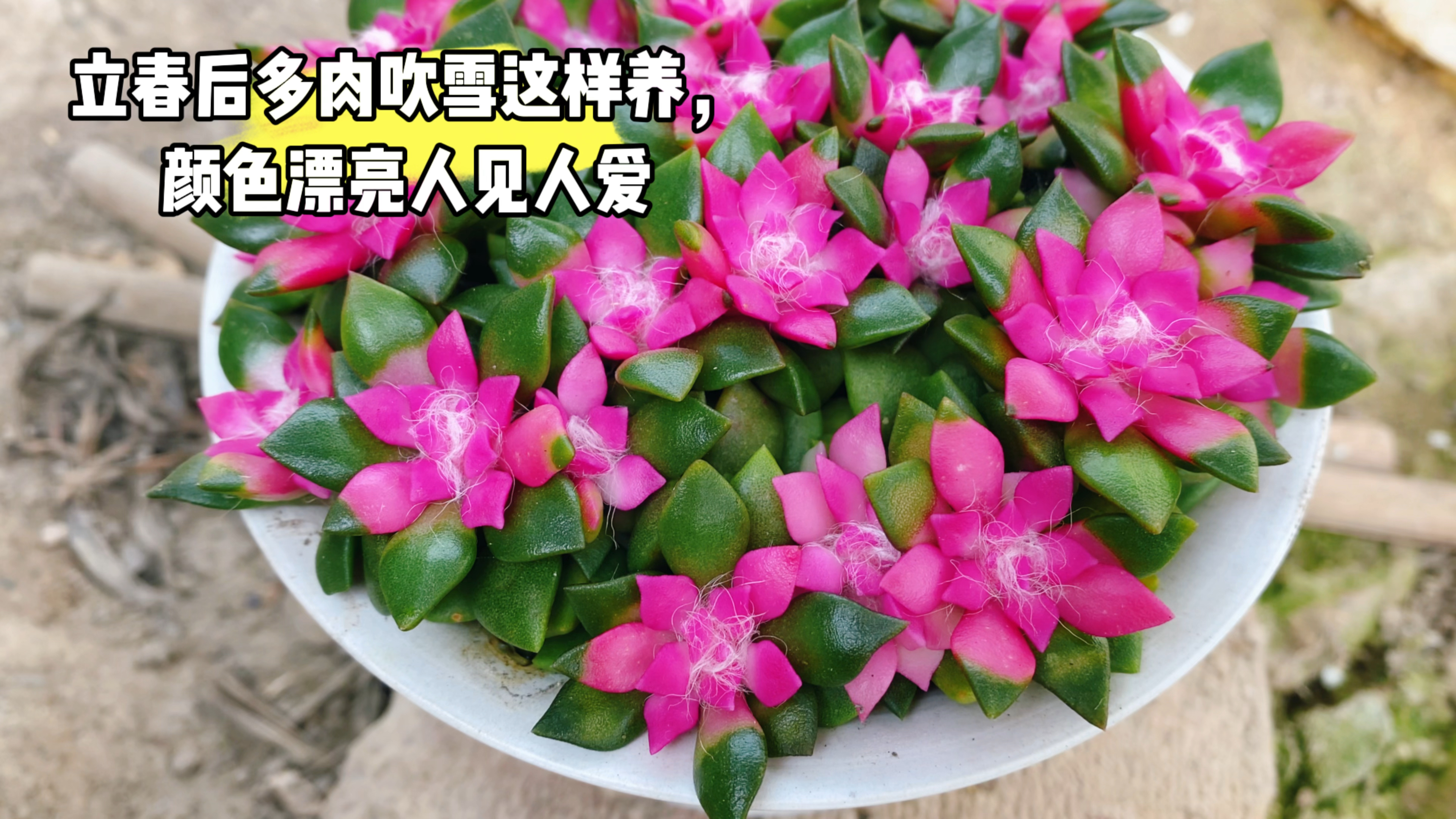 春天来了,多肉吹雪这样养护,叶片更漂亮!