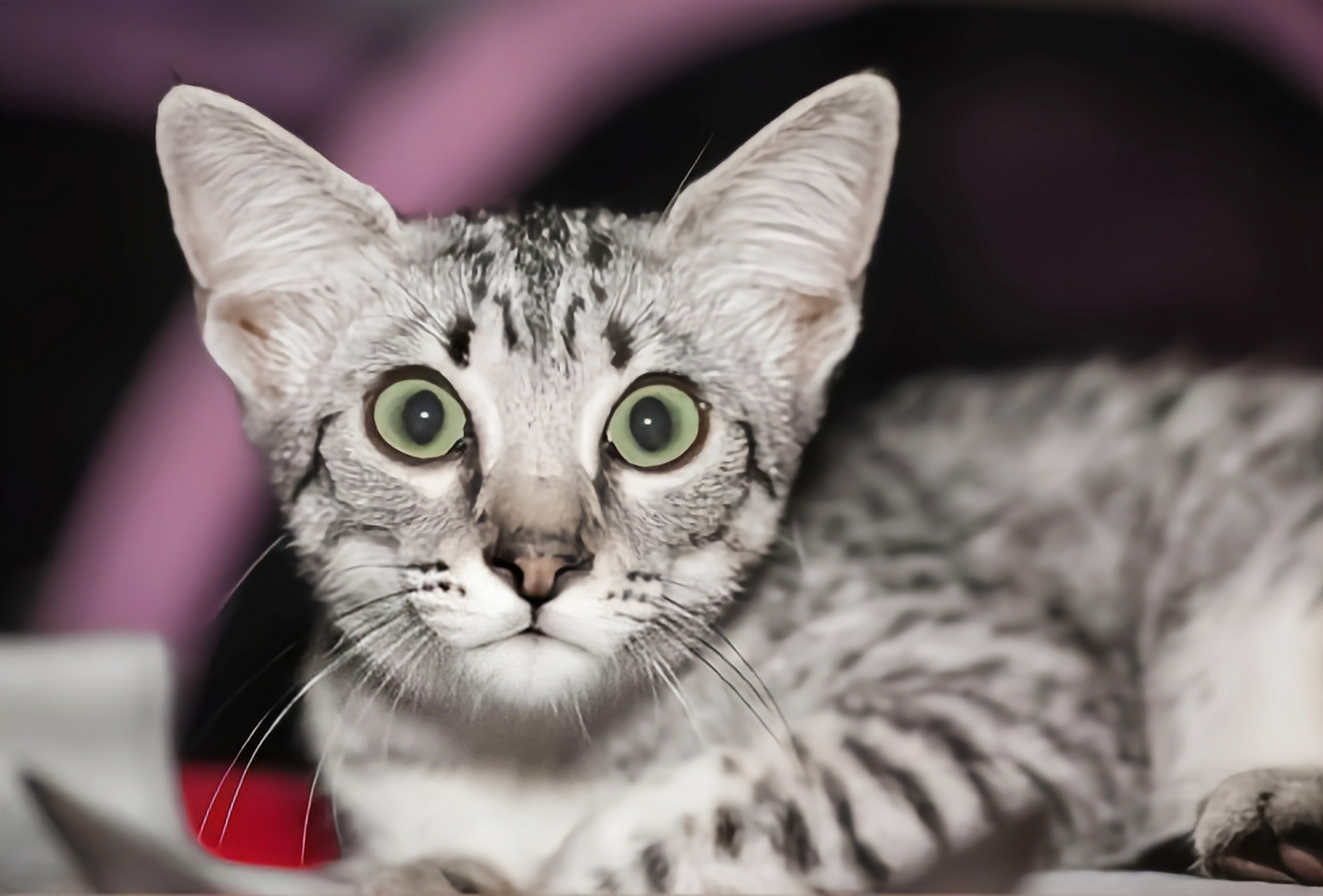 埃及猫_埃及猫和小男孩动画资源免费观看 埃及猫_埃及猫和小男孩动画资源免费观看（埃及猫原版动画） 网络资讯