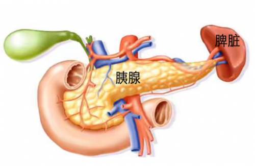 胰腺长什么样图片图片