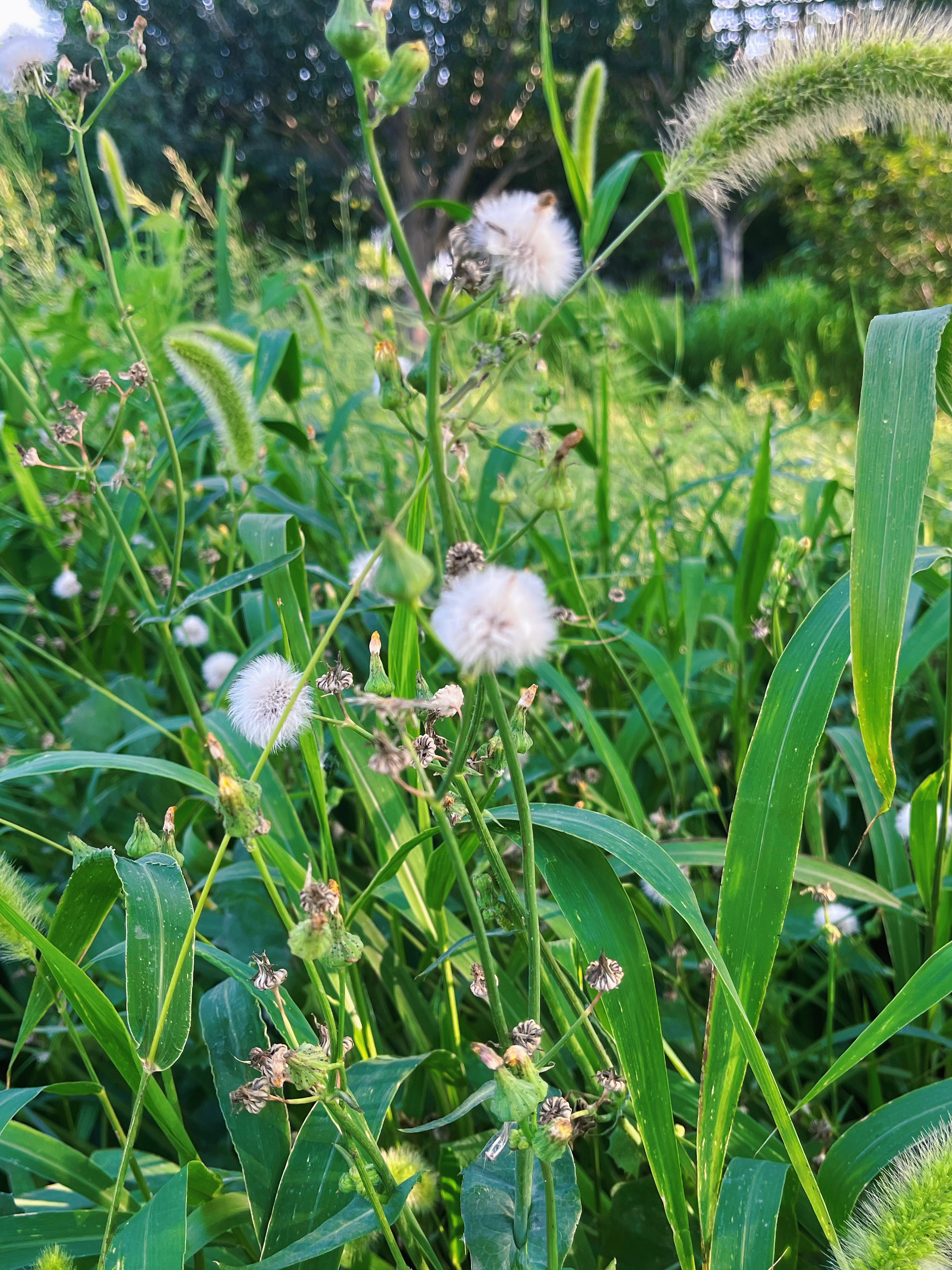 来亦城,我们一起捕捉夏日小美好!