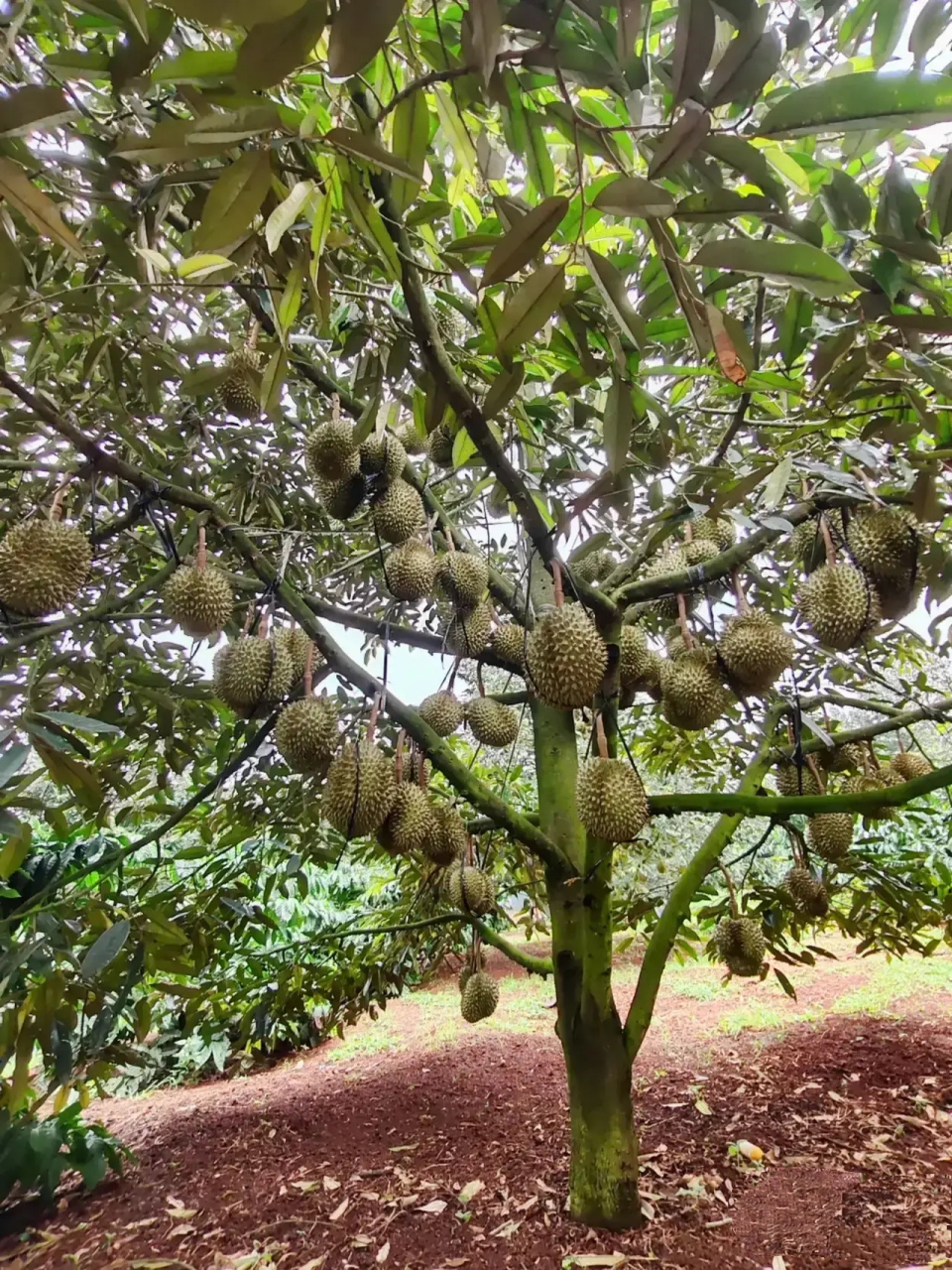海南大规模种植30000亩榴莲树,终于迎来大丰收,不少果树已经挂满了