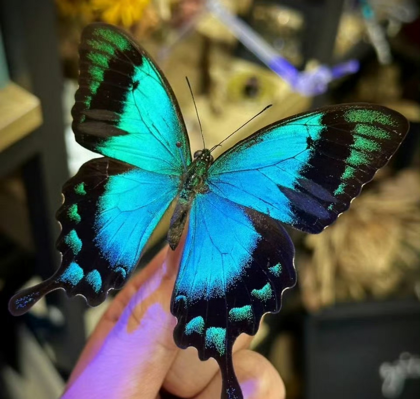 五斑翠凤蝶为日行蝴蝶,喜欢在花园,公园,森林等地方活动.