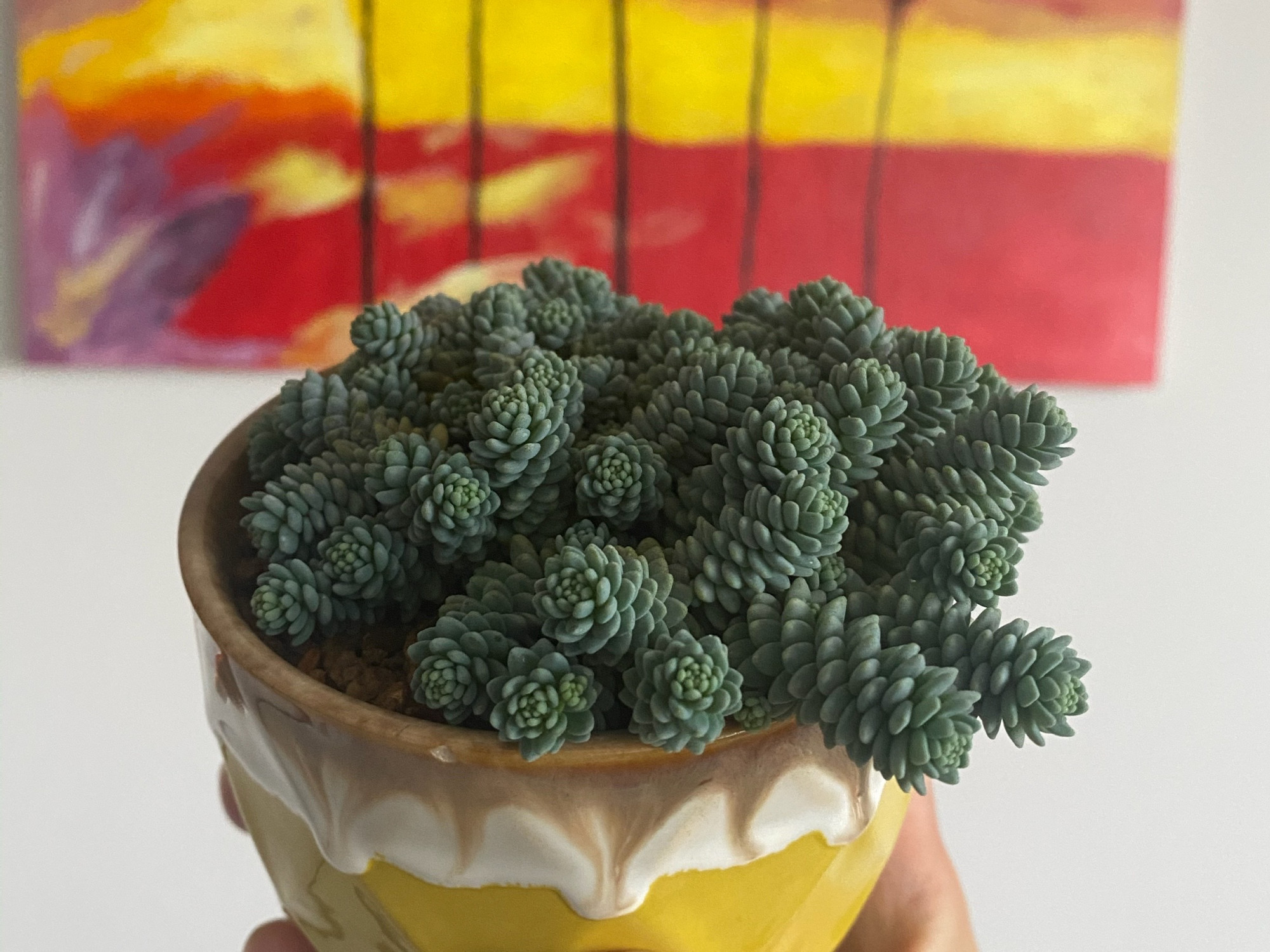 多肉中的小可爱姬星美人,适合用小盆养,洁白的小花真漂亮