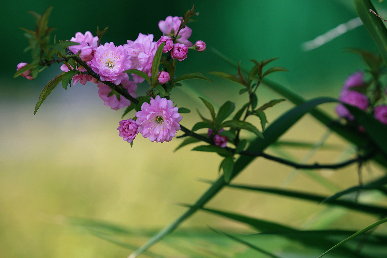 麦李花在春天里的样子