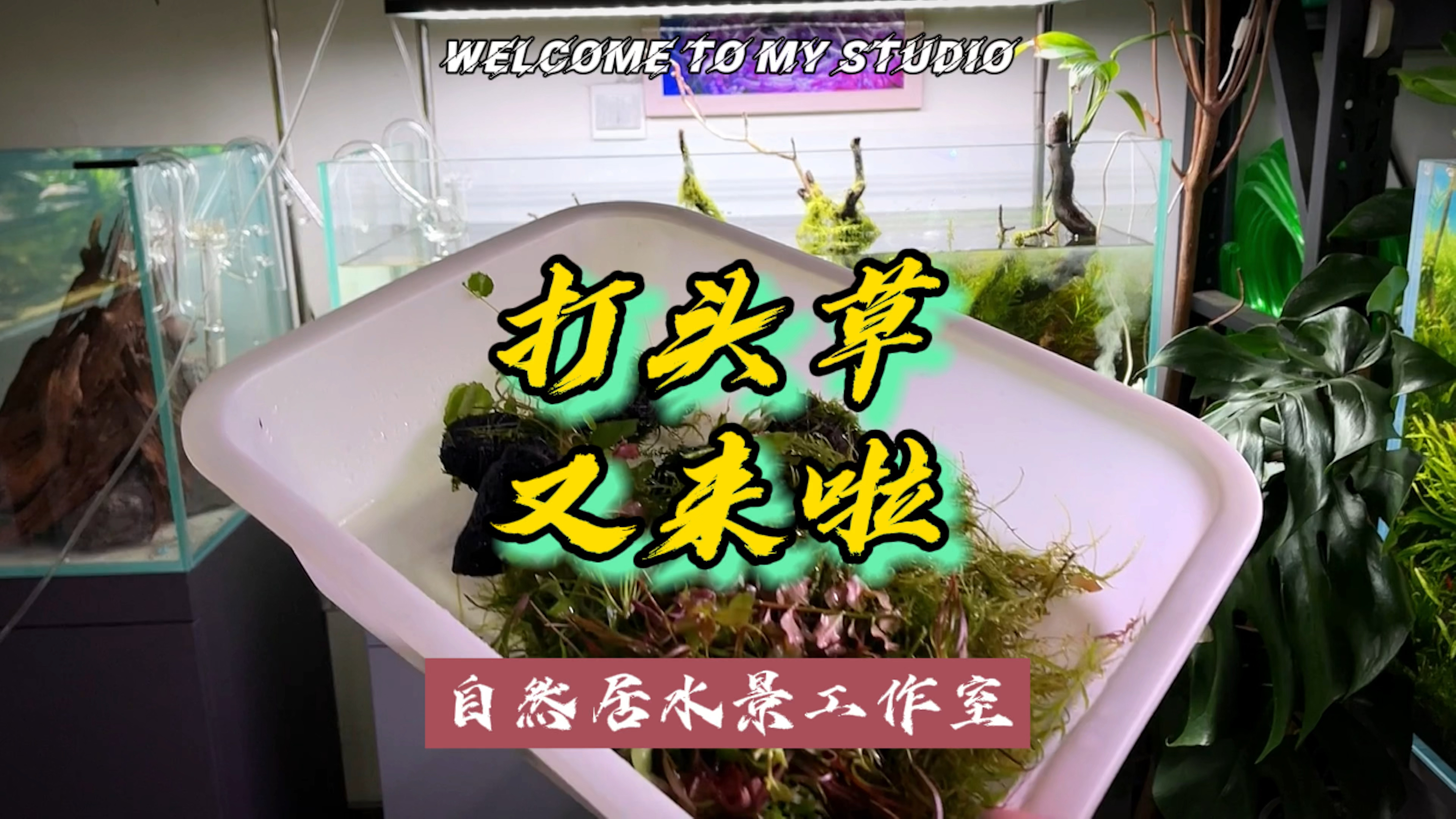 打头草都送完了视频没发