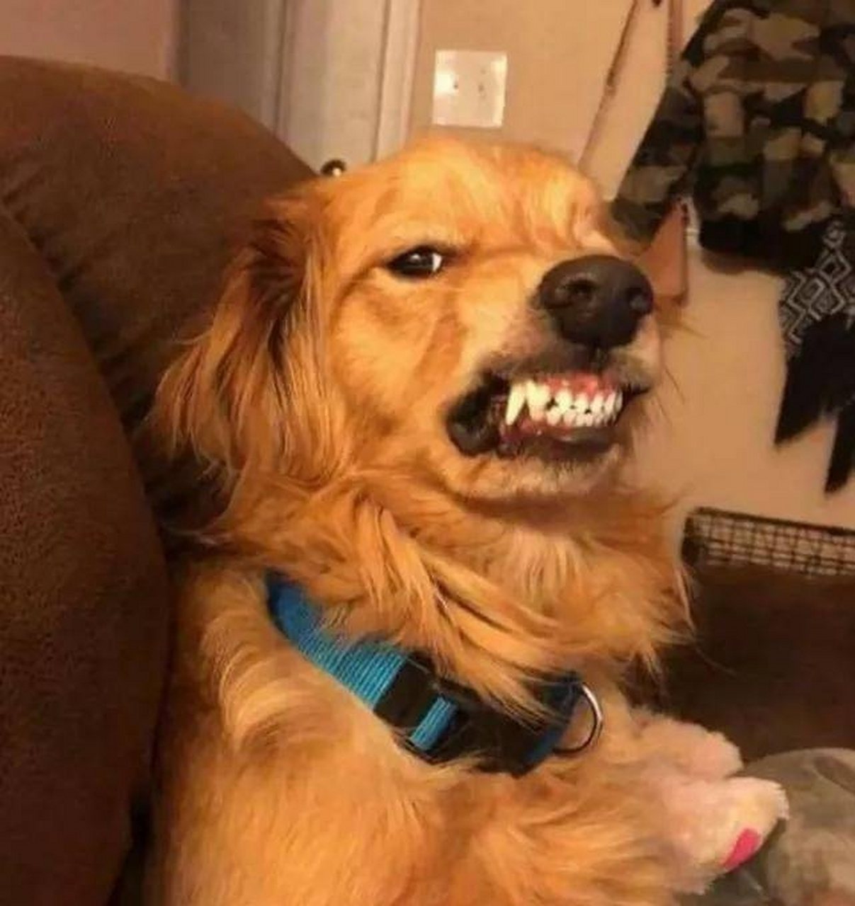 女儿对爸爸说:爸爸,我知道为什么小叔一来咱们家,咱家狗就对他呲牙