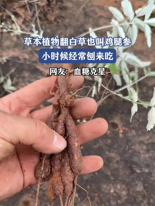 草本植物翻白草也叫鸡腿参,小时候经常刨来吃,网友:血糖克星