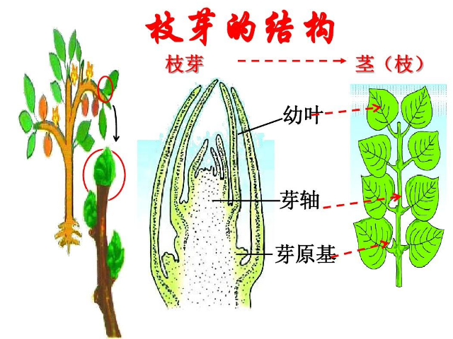 芽軸將來發育成什麼