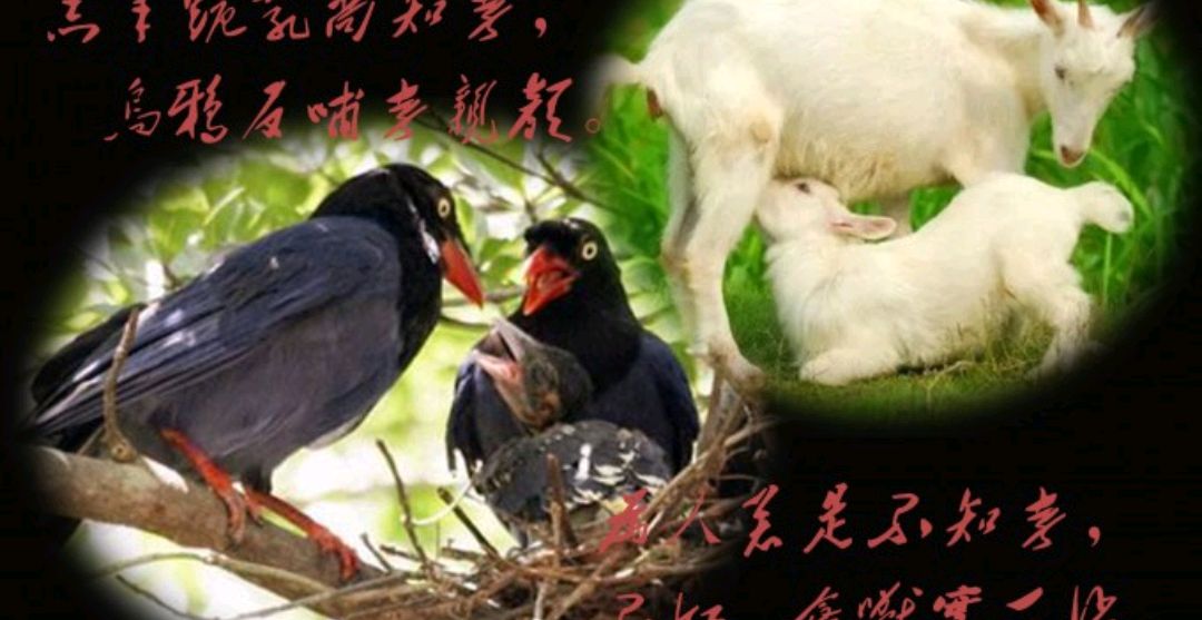 燕子衔食,老牛舐犊,羊有跪乳之恩,鸦有反哺之义!