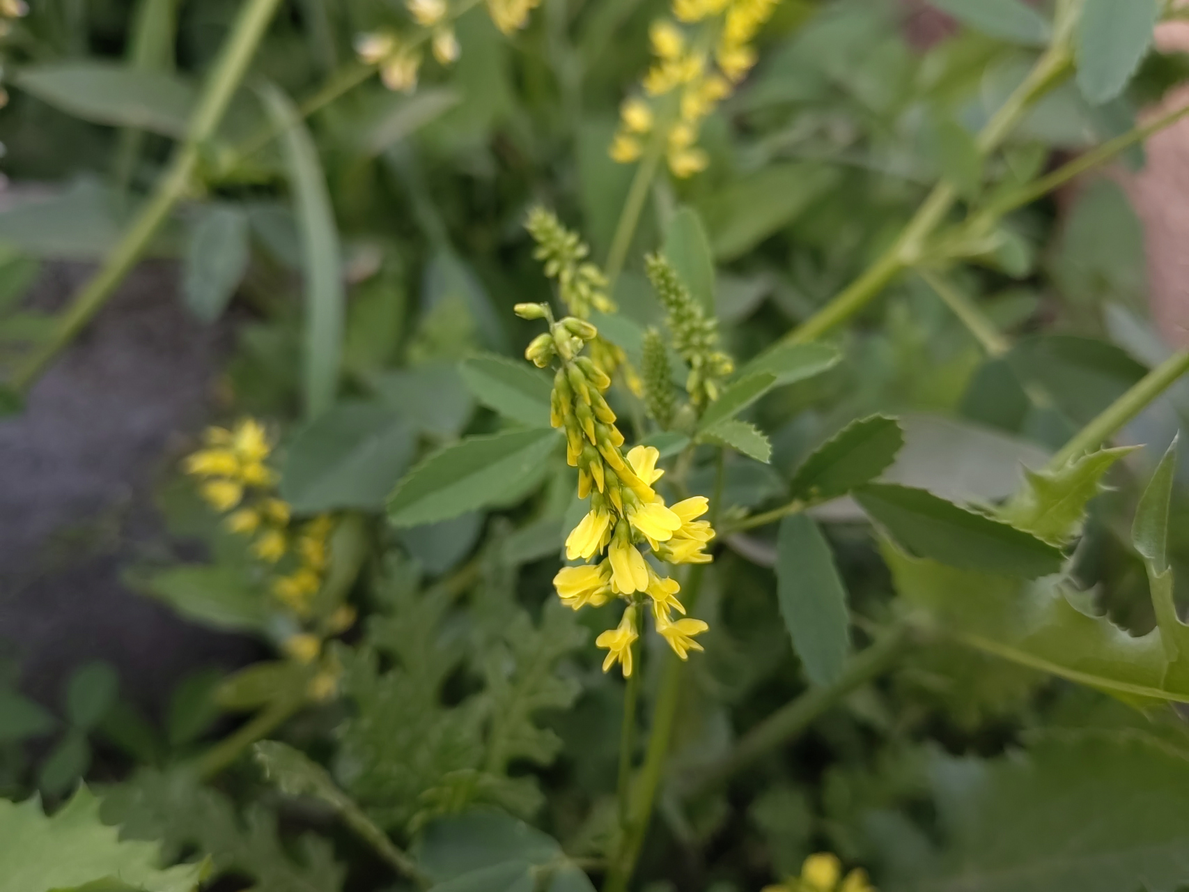 草木樨应该能算得上是一宝藏植物了吧,在全国各省都能种植,尤其是在