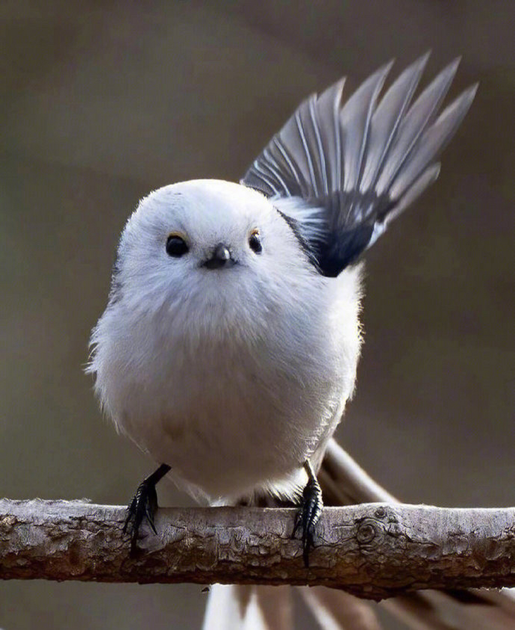 林间精灵小肥球来咯