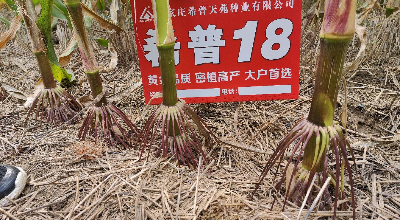 紫根紫秆玉米为什么深受老百姓喜爱