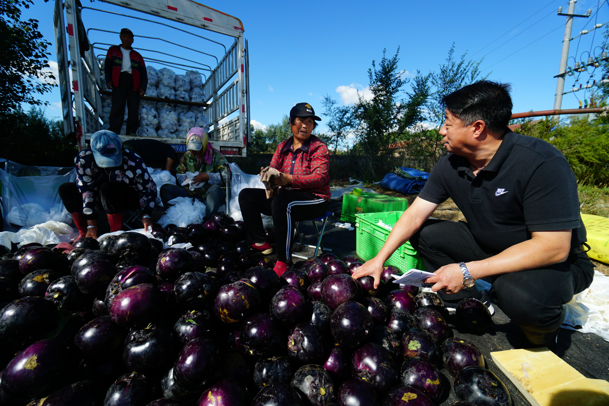 水灵灵的茄子剪下来,田间小路上,拖拉机装满一筐筐茄子