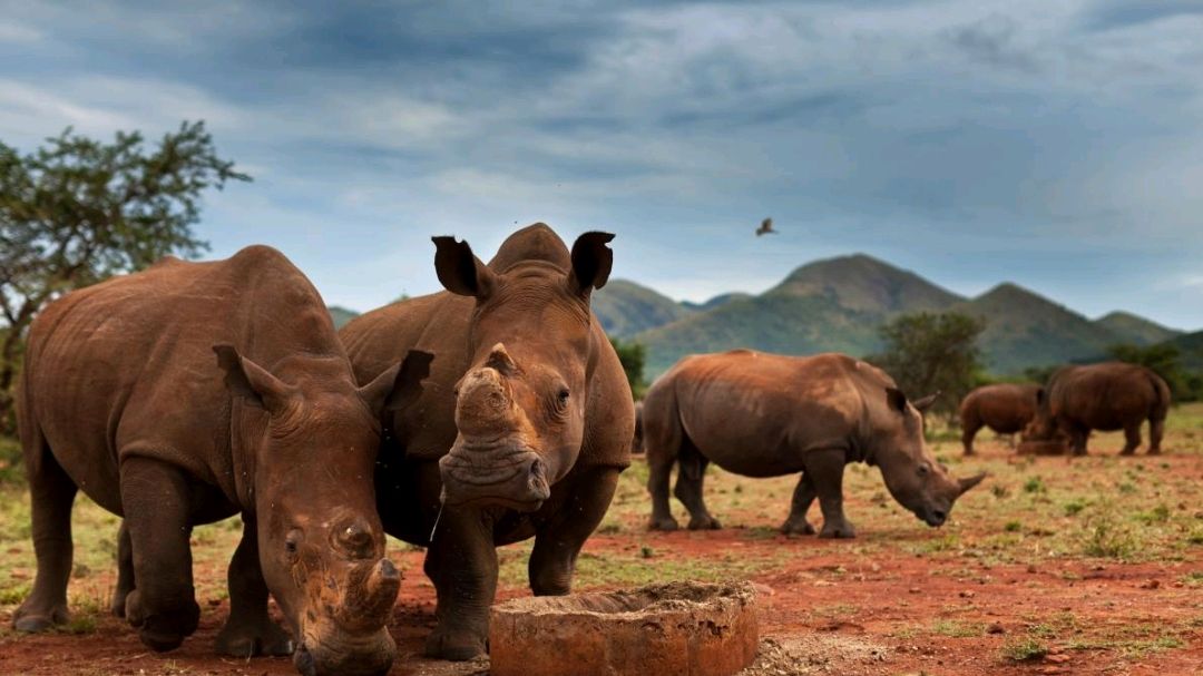 世界上最大的犀牛种群如何在十年内减少了70%