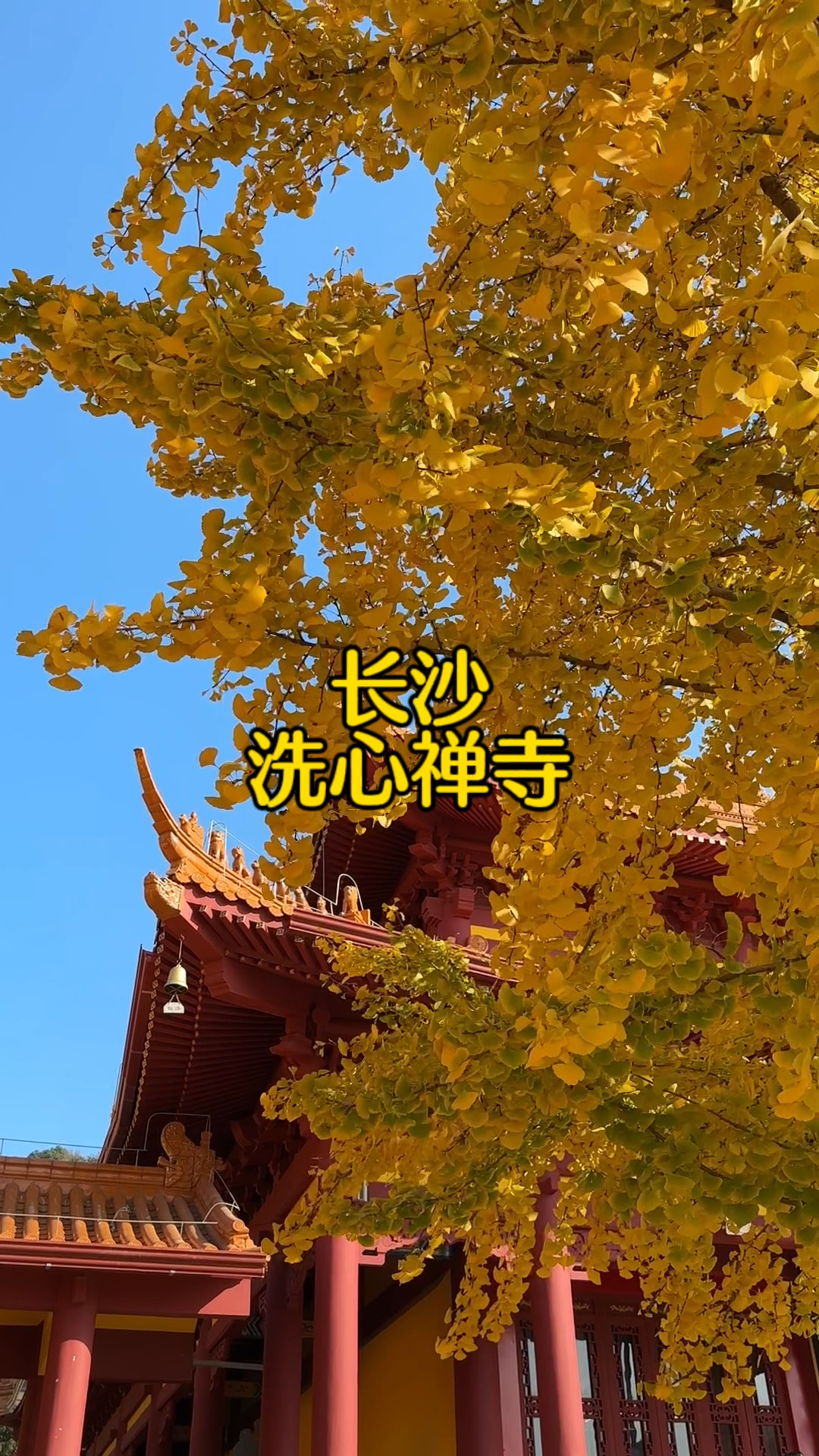 洗心禅寺银杏图片