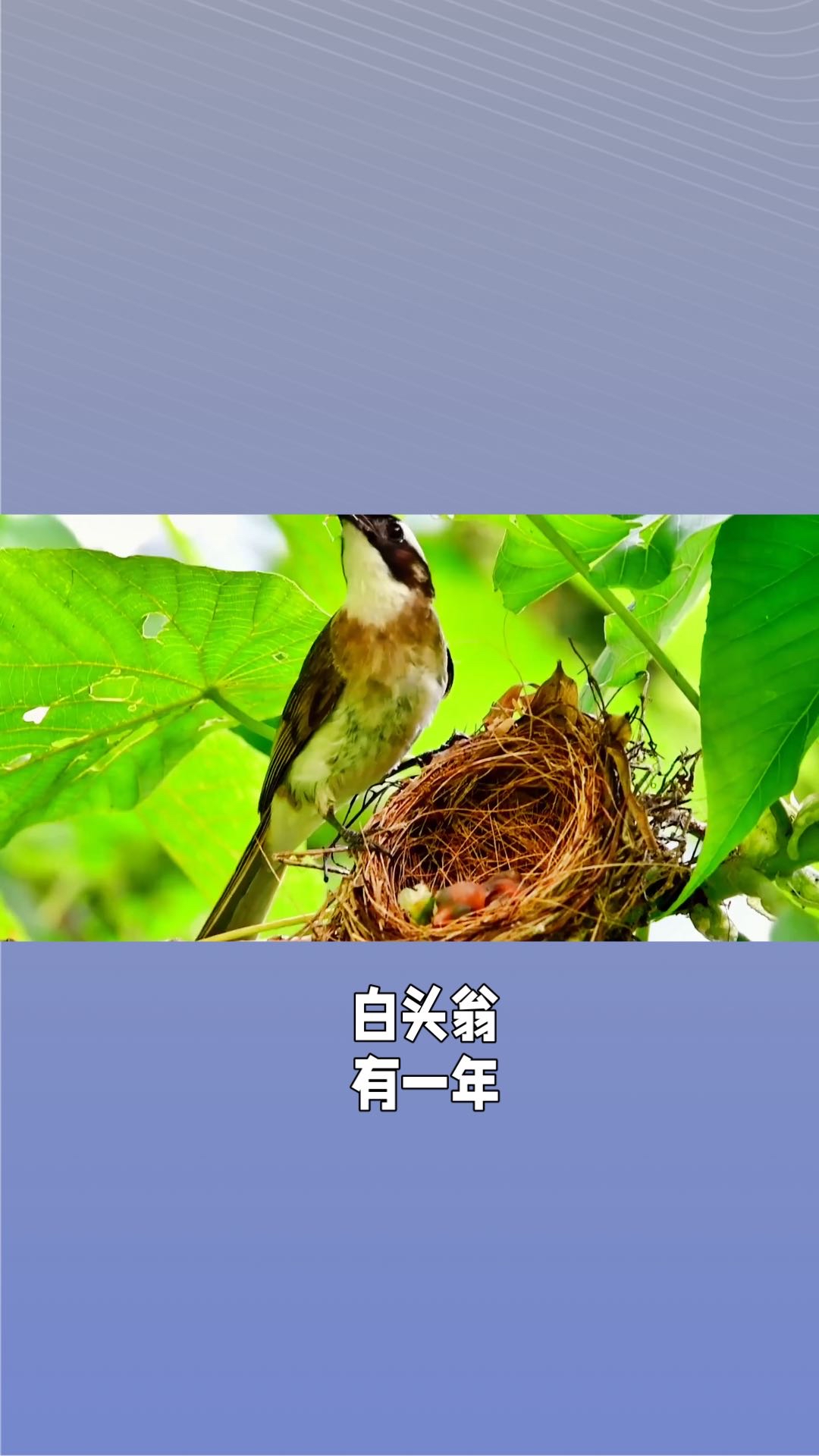 003小故事,大道理(白头翁)-度小视