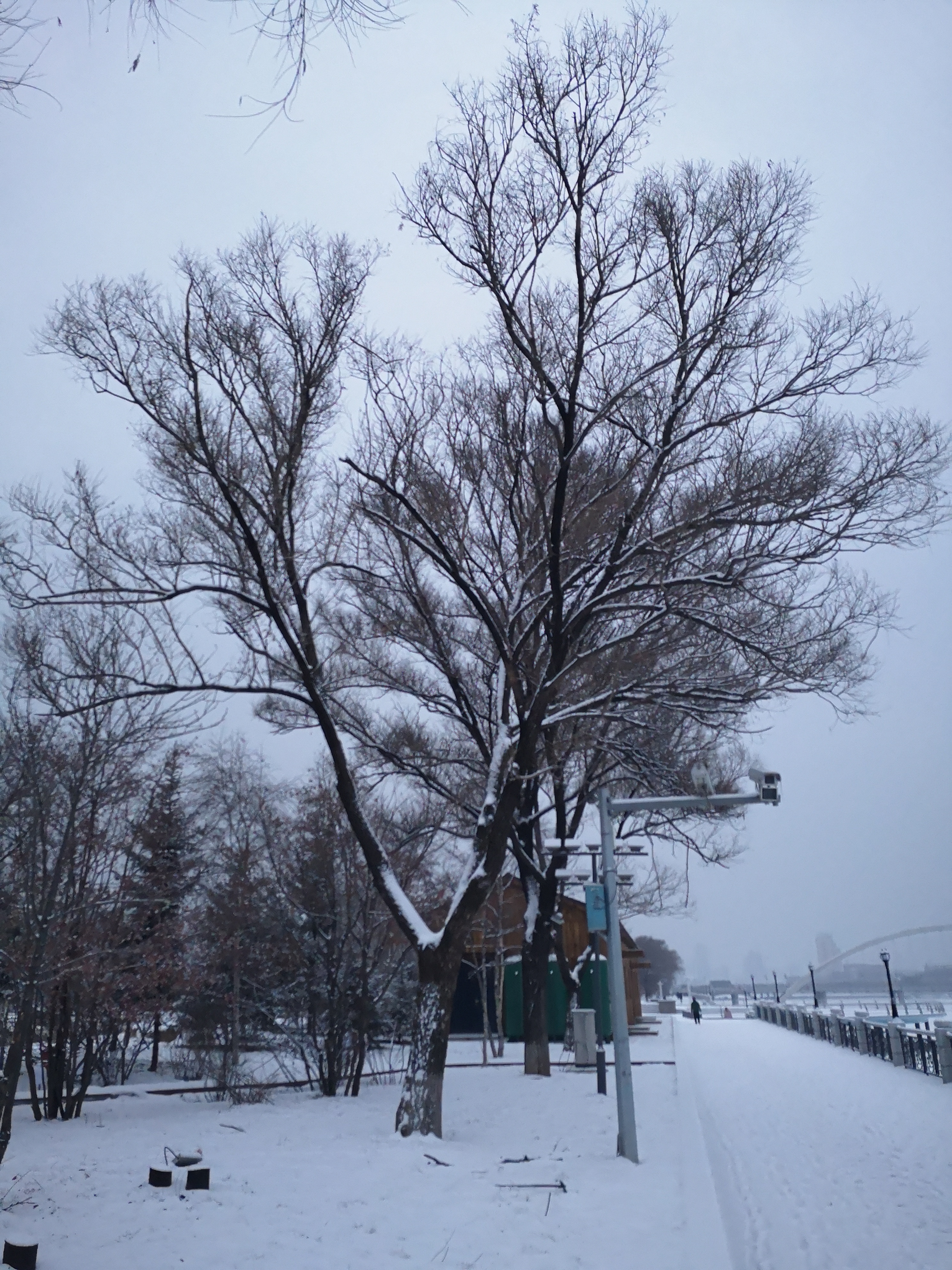 东北雪景手机壁纸图片