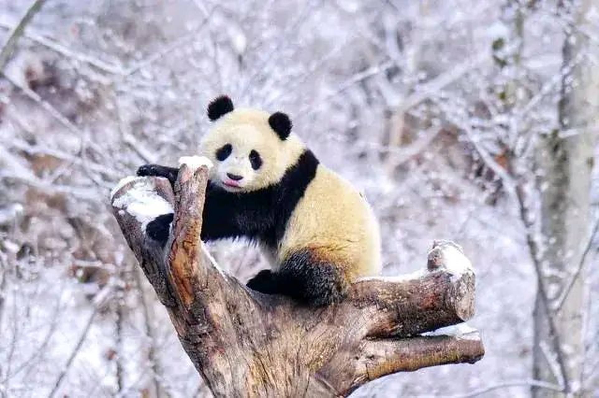 旅居卡塔尔大熊猫"四海"在12万平米场馆过生日. 有霸道总裁那味了.