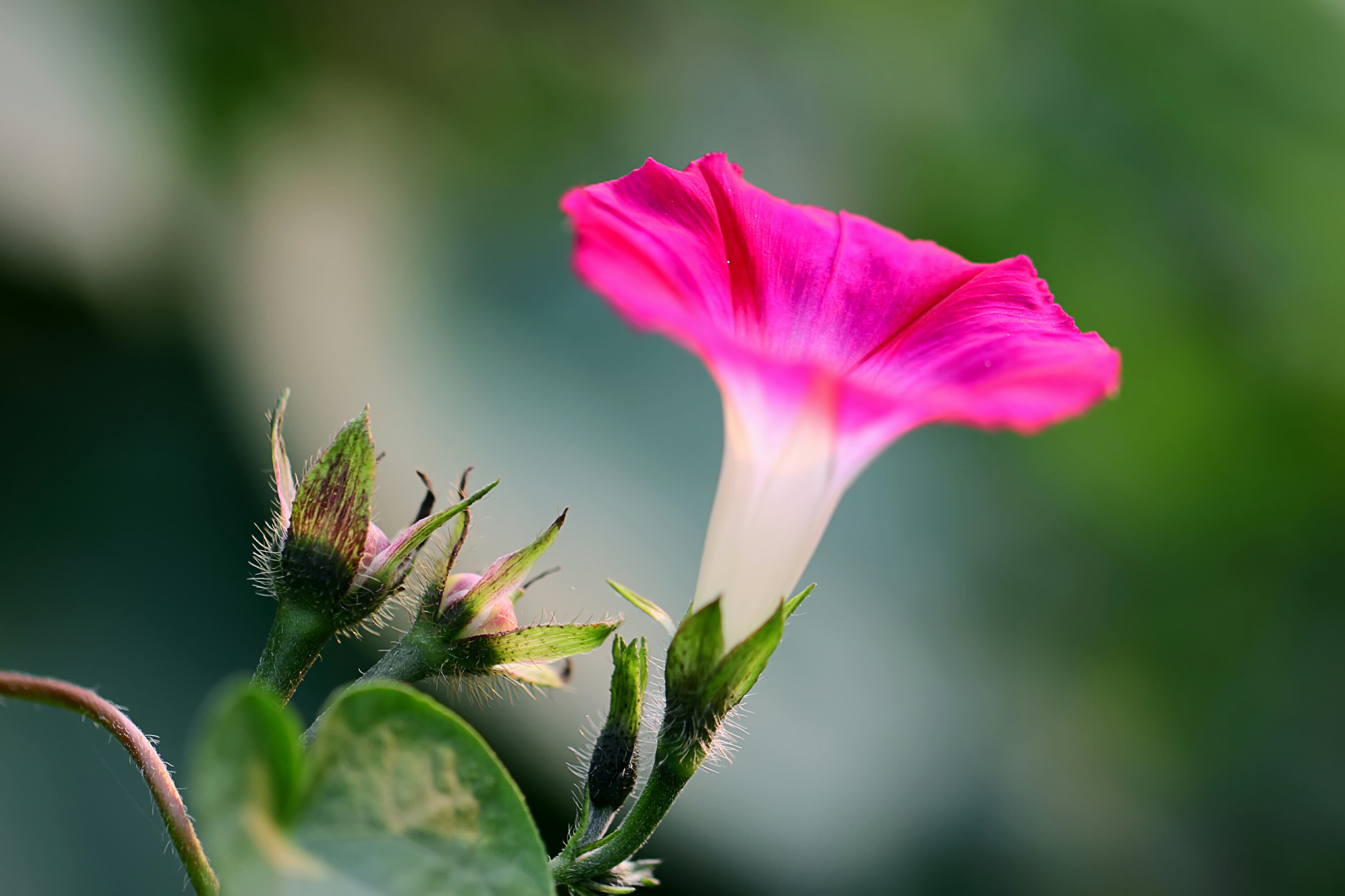《艳遍夏天的牵牛花》