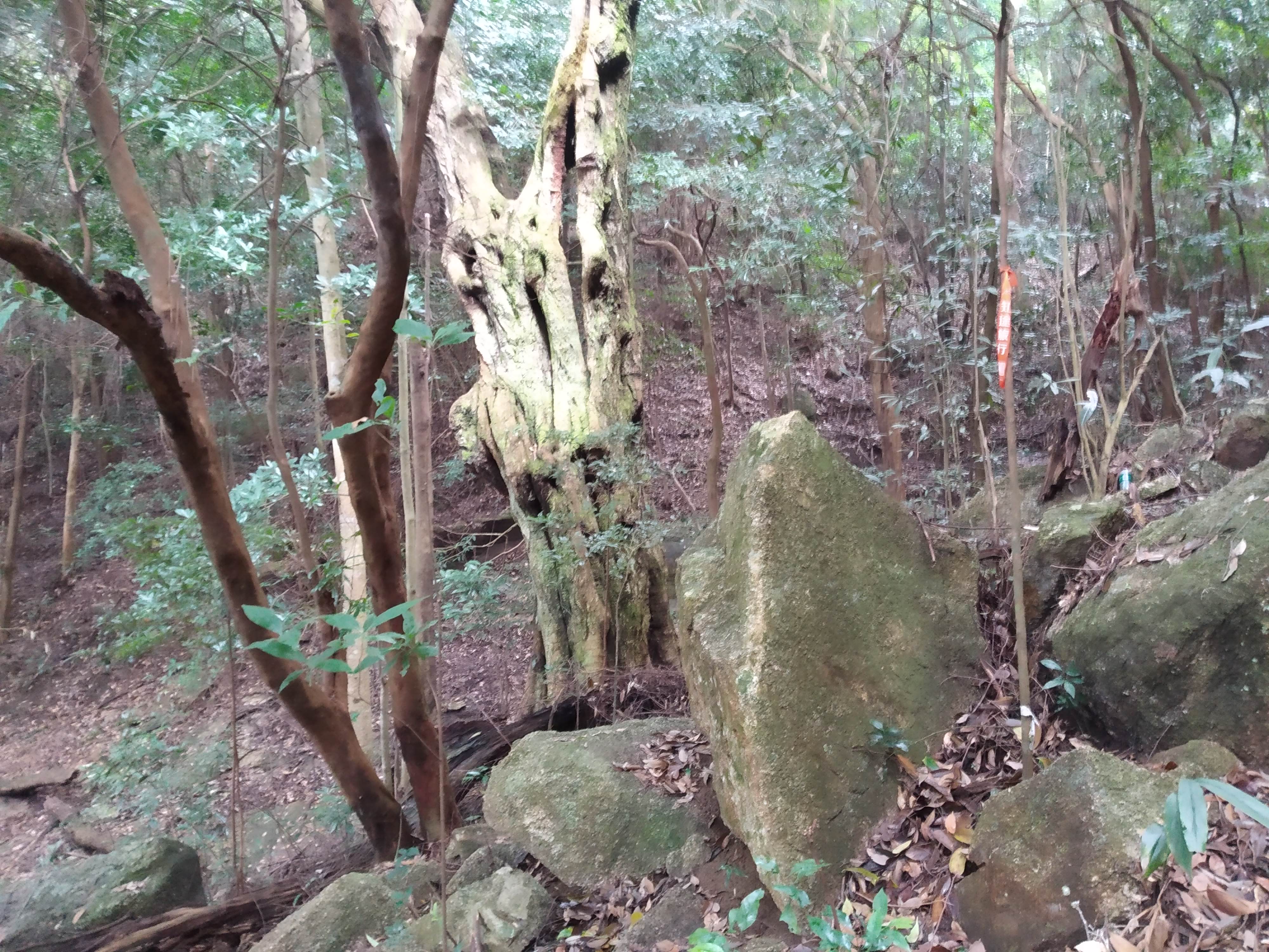 从化通天蜡烛山简介图片