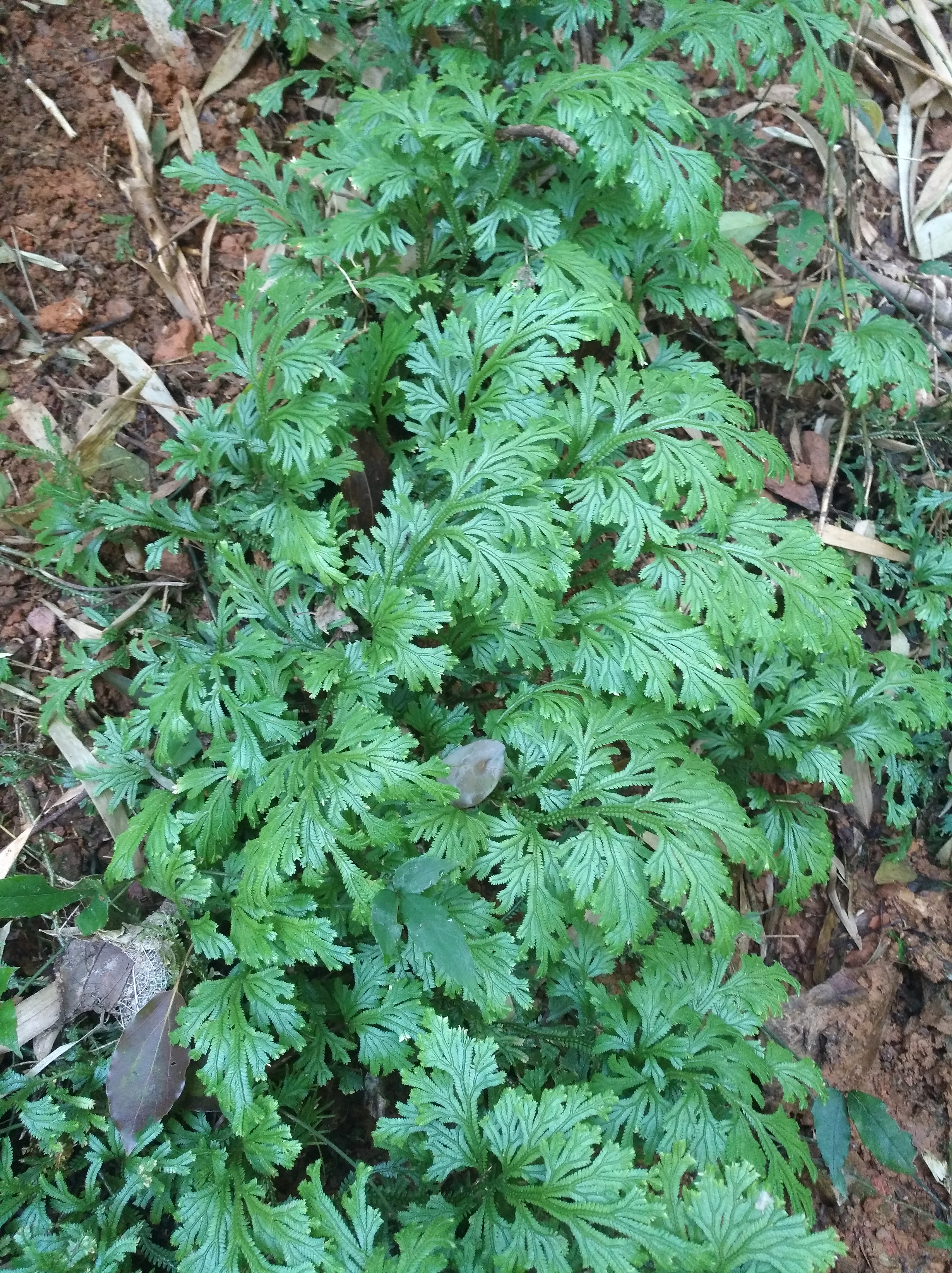 野生石上柏,又称龙鳞草,雷公清,可以药用或者观赏