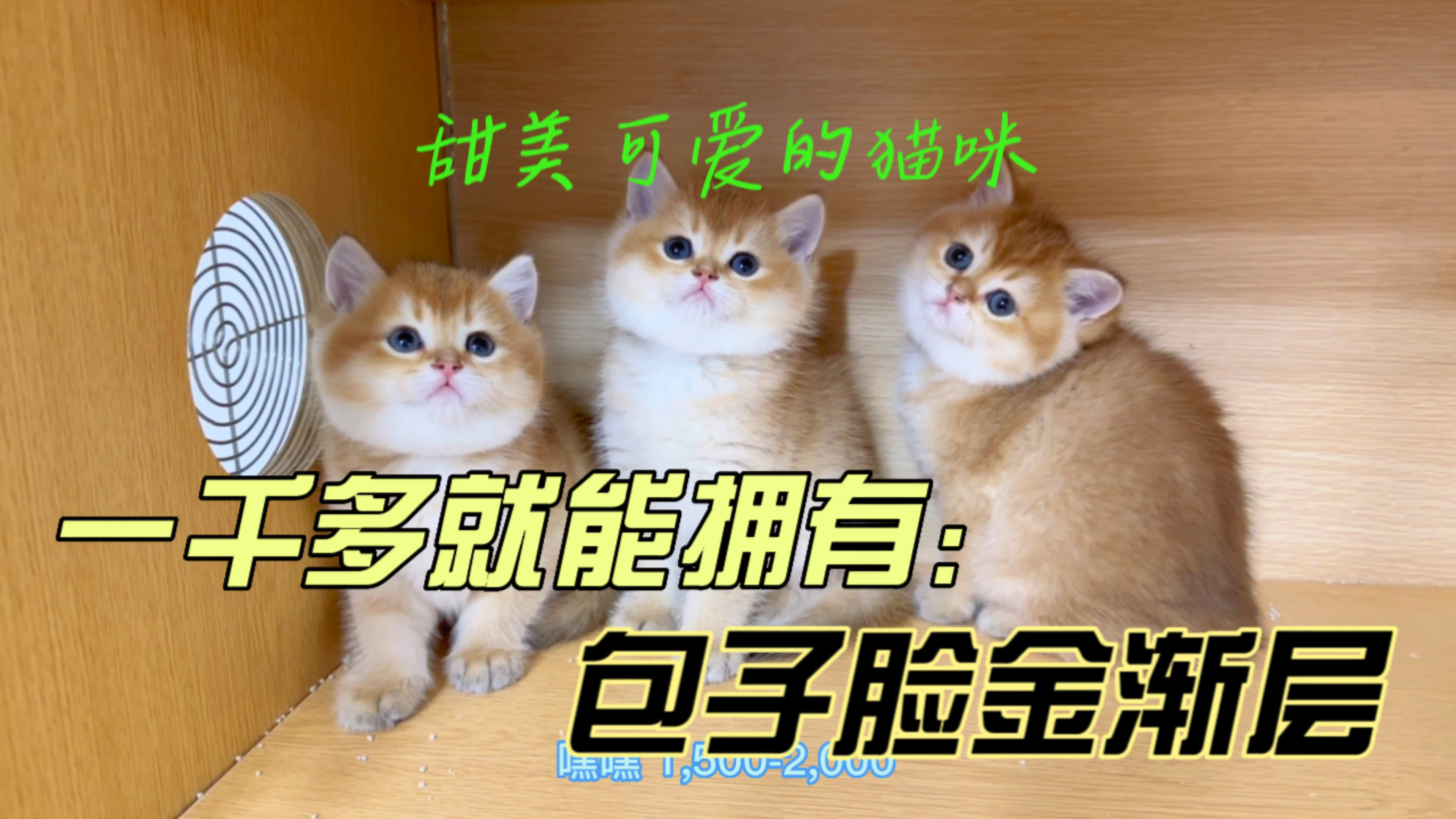 一千多现在就能买到包子脸金渐层,脸圆的猫咪看起就是可爱