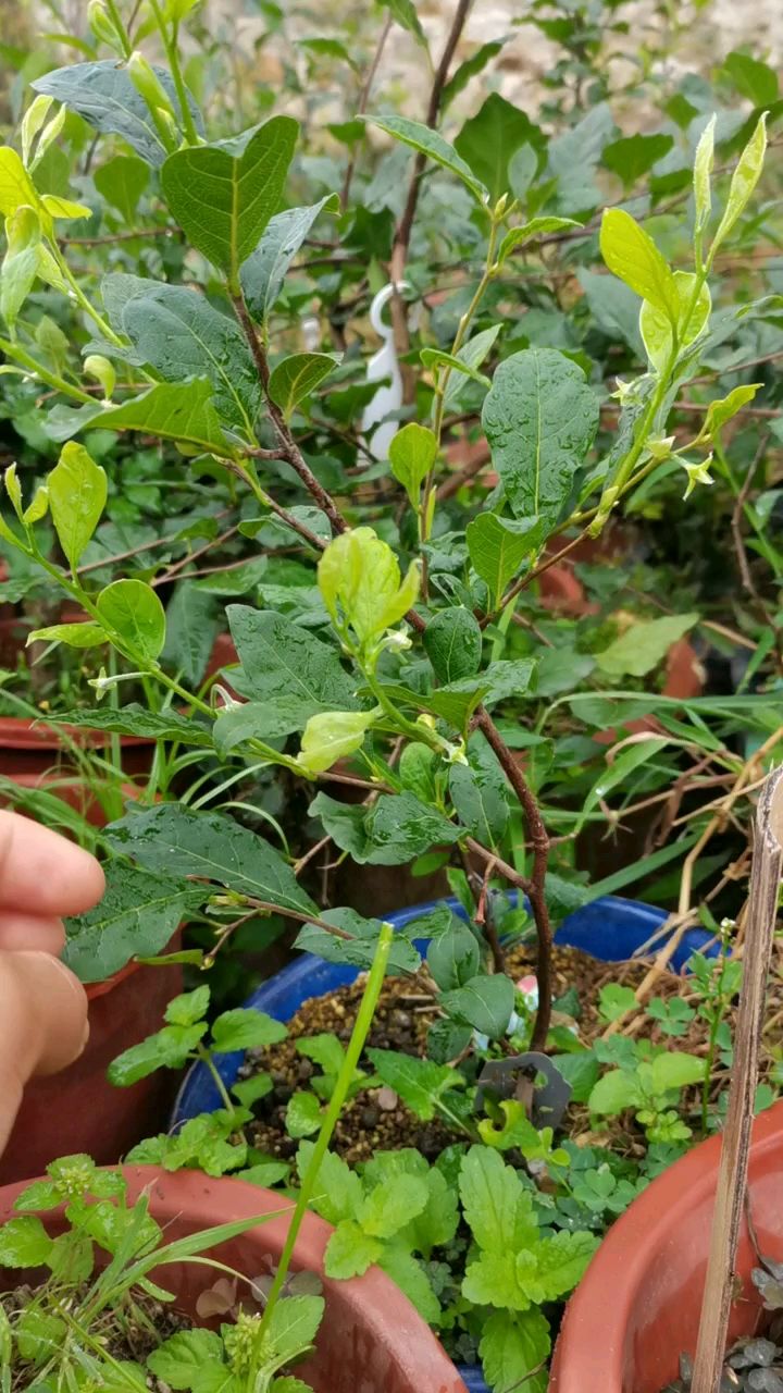 夏季老鸦柿又开花了