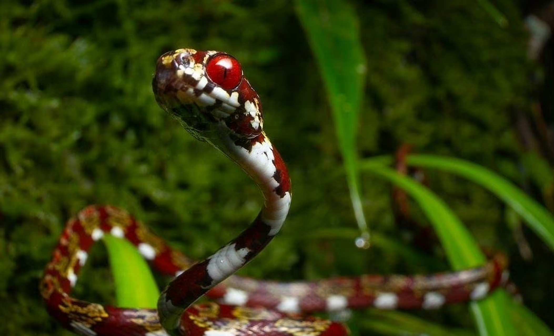 巴拿马新发现的食蜗牛蛇 08alejandroarteagath&josevieirafrog