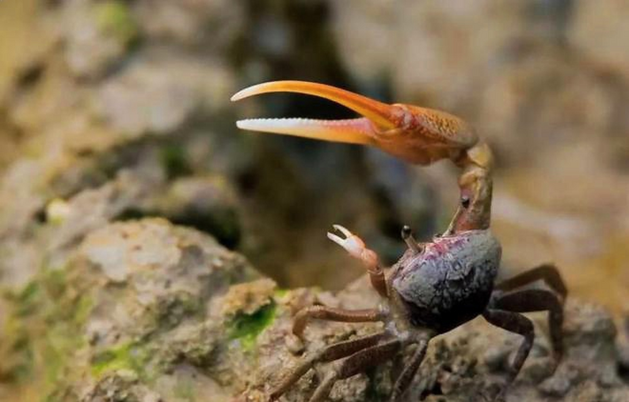 螃蟹的再生能力主要表现在其附肢上.