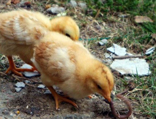 小鸡能吃蚯蚓吗