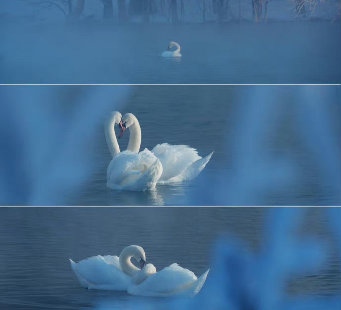 伊犁 伊宁 天鹅湖,风动莲生香,蝉鸣夏日长,愿你眼中有美景,心中有清凉