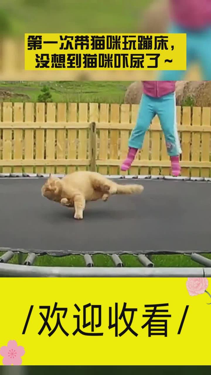 第一次带猫咪玩蹦床,没想到猫咪吓尿了