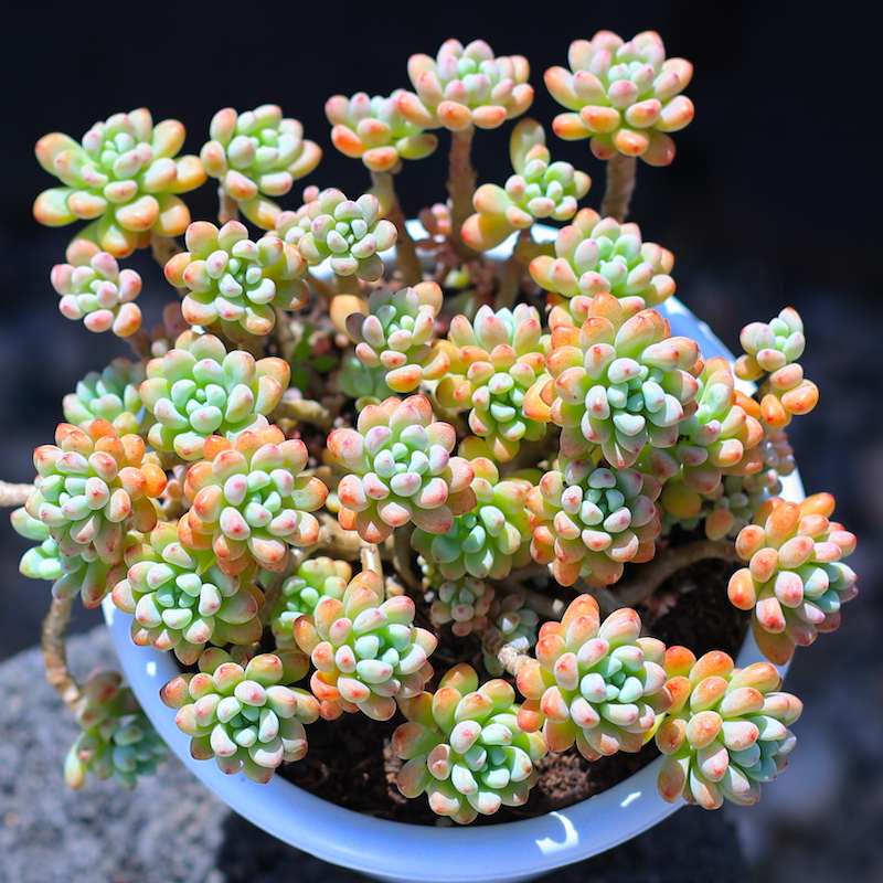 喜欢"迷你肉",就选这5种,每1种都小巧玲珑,肥肥的很可爱