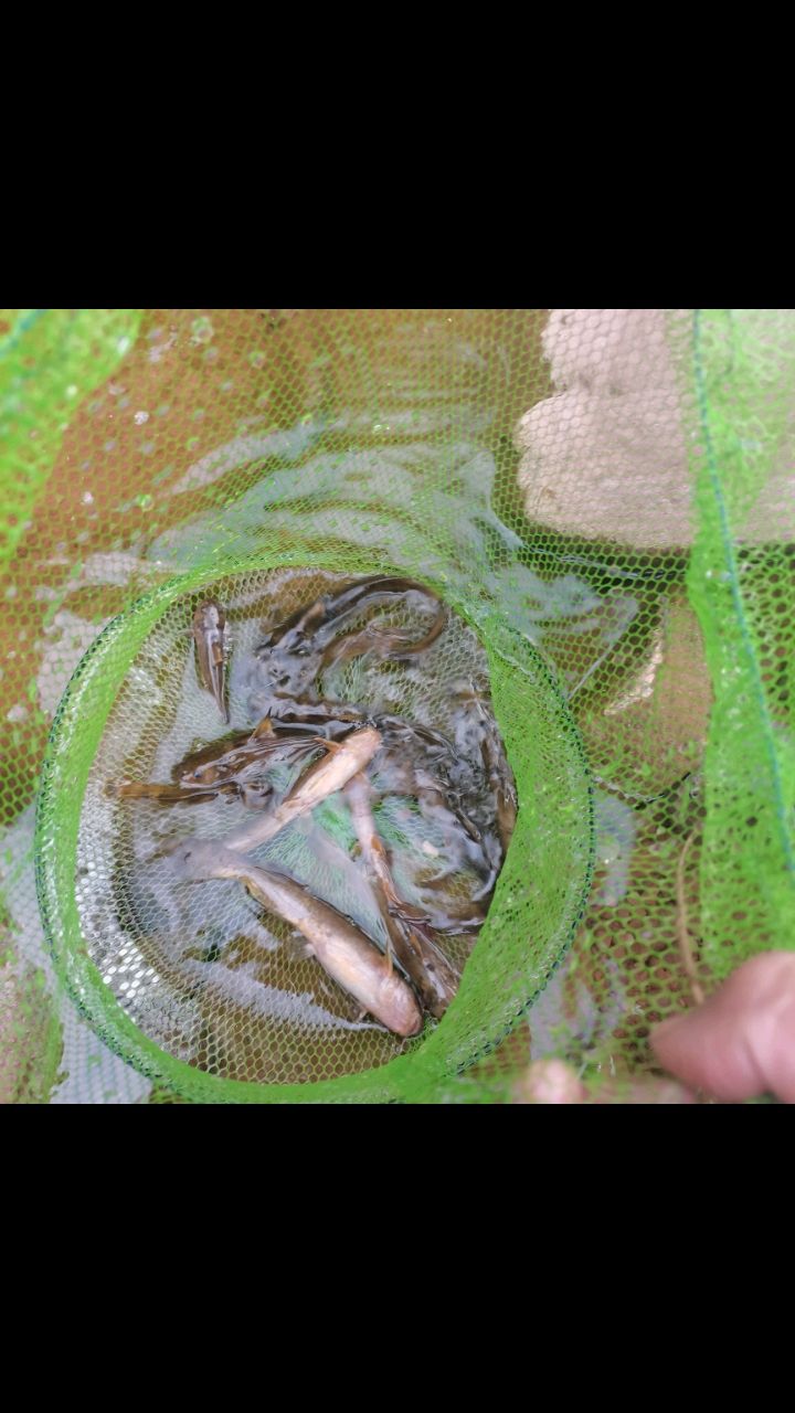 徒手抓鱼的白天和晚上的收获