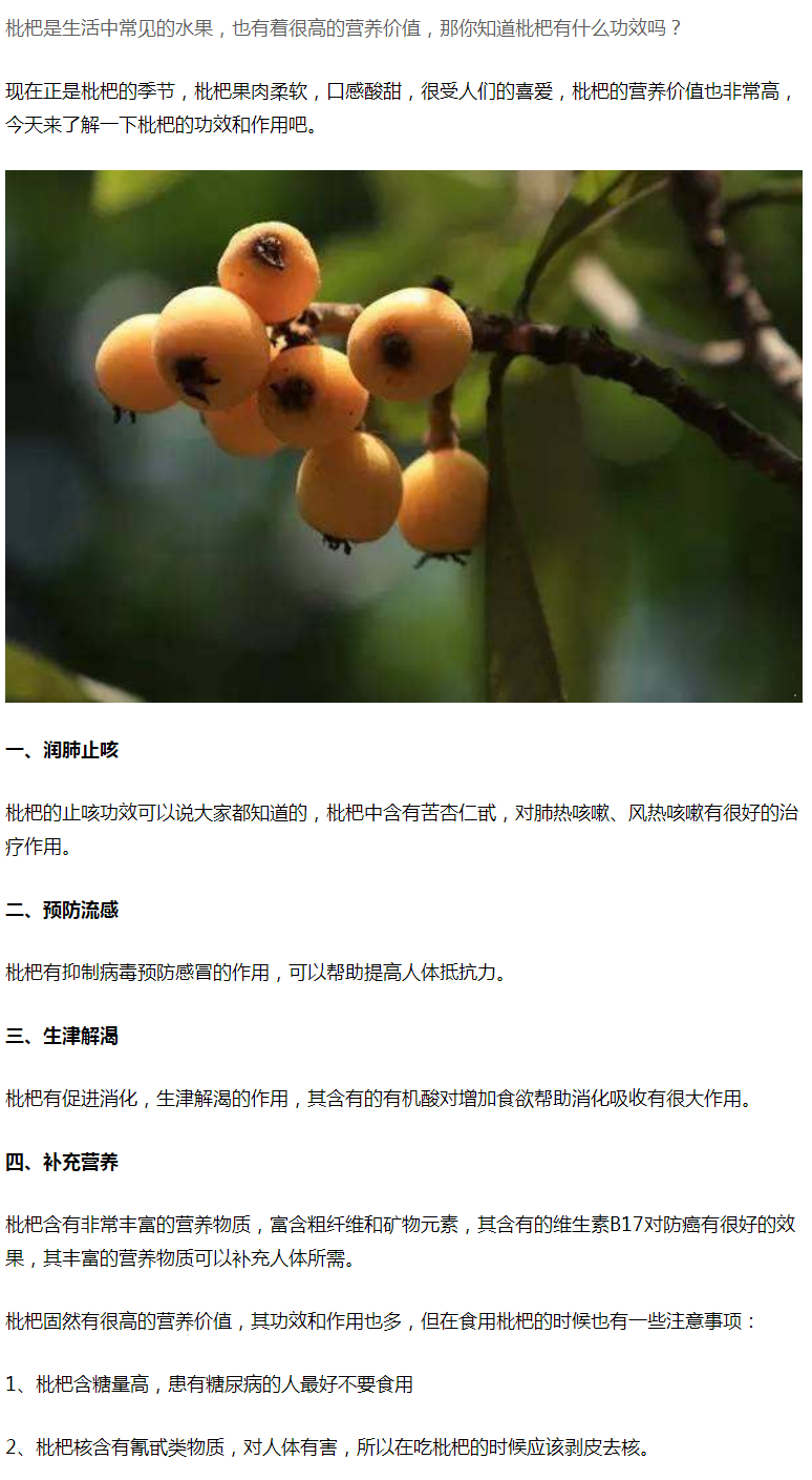 枇杷果的功效与作用 这些你需要了解