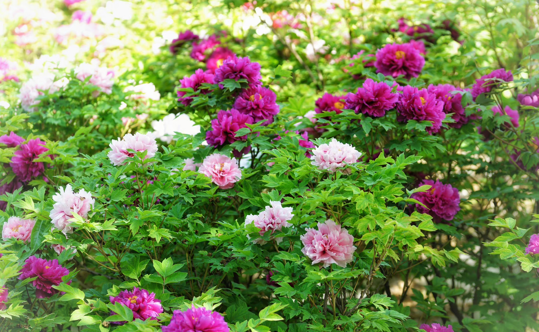 二乔牡丹花,别名洛阳锦,牡丹名品种之一.(牡丹花,摄于洛阳) 67